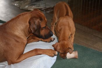 Kal is so good with the puppies. Here Kekona takes his bone.

