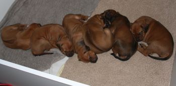 Yet another puppy pile
