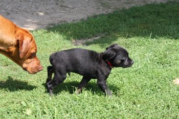 Recently we had a visit from a 10 week old Mastiff puppy named Sam. He had been attacked by another dog and was very shy. Oliver along with Kal & Eli were so gentle with him that by the time he went home he was playing and having a ball with the three grown male Ridgebacks. Sam & Oliver.
