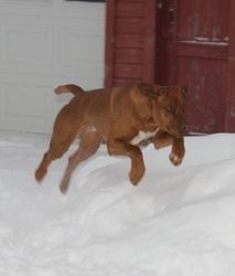 Oliver is crazy about the snow!
