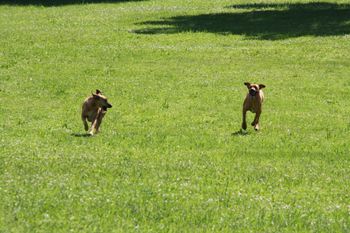 Rocky and Sedona
