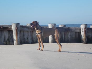 Ichabod at the beach.

