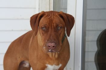 Oliver ready to come in from playing in the snow
