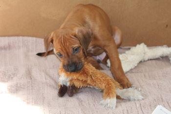 Leo loves his toys
