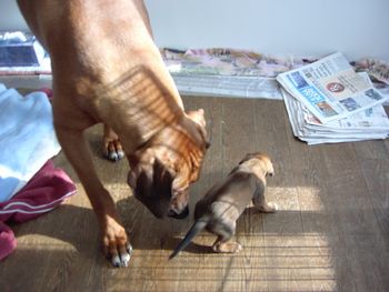 Kal getting to know the puppies.
