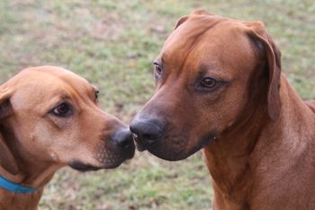 Leo makes mom Madi look so small, but she is still his boss.
