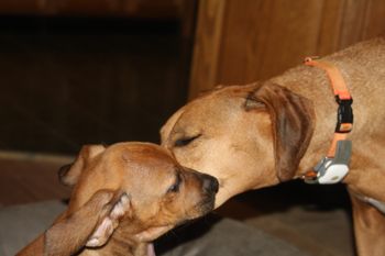 Madi always plays with each puppy for a while before they head for their new home.
