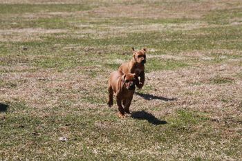 Leo and Niki racing in the yard.
