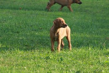 Today we took the remaining 5 out of the puppy yard to explore for the first time
