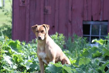 Elsa hung out near the orchard watching over the girls as they explored and played.
