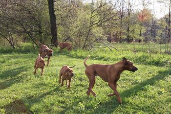 Reggie and Kal playing with Madi & Oliver. These two grown males are like mother hens with Elsa's pups.
