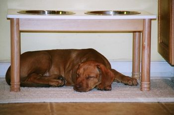 Kaden camping out by the food bowl. Yep he is a Ridgeback!
