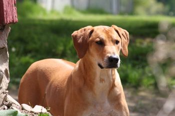 Allie is our first Ridgeback. She is a rescue and came with many issues, but the pack has been great for her.
