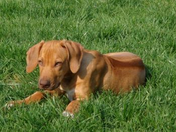 Djuma is one of two liver nosed boys from Elsa's litter.
