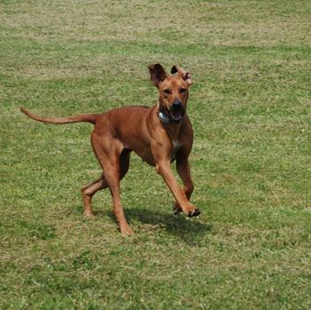 Madi running with her siblings at 16 months old.
