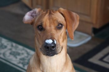 Ok you know it is cold outside when Jaz has an inside snowball on her nose! Come on summer!
