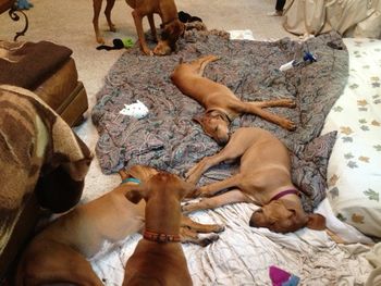 Cash & Tango had a play date for the puppies. Jaz has the blue collar. Tango is in burgundy collar. Taj has his back to us in the pic. And Cash is asleep near Tango. A good time was had by all. Kali still playing with toys in the backround. She had a ball with the 4 puppies.

