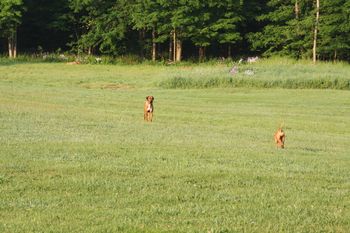 Kekona running out to meet Kal
