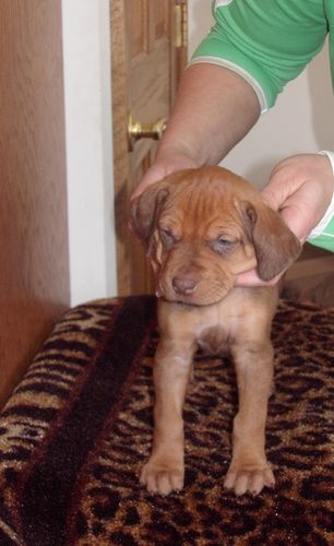 Dark Liver Show Girl @ 4 weeks
