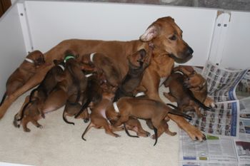 The just finished their first puppy food meal and mom wanted them all with her!
