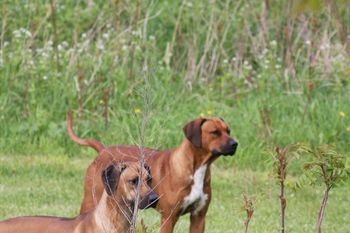 Kal and buddie River watching the rest of the pack.
