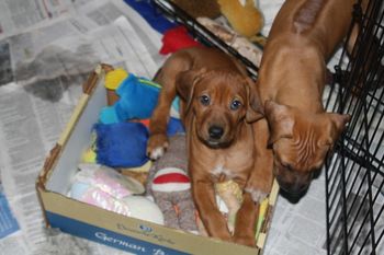 Niki in the toy box
