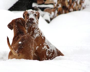 Oliver playing in our big snow storm.
