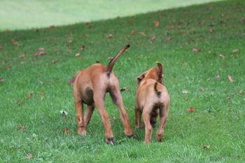 Cash & Rocky head out for an adventure. You would never guess Rocky started out at just 7 oz. When he is tired he finds Cash, his big pillow.
