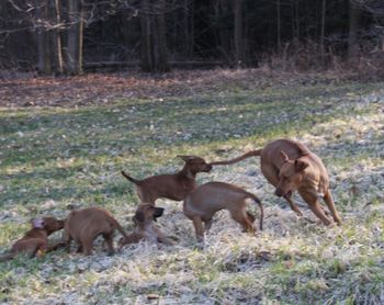 Watching Elsa and the puppies play is my favorite thing to do.
