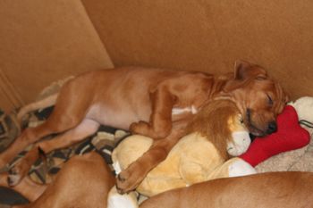 Niki crashed on her lion after a big play day outside!
