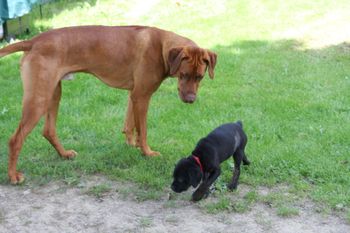 Oliver and 10 week old Sam.
