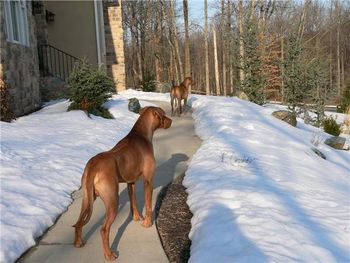 Zeus and Thor at their home in Pa
