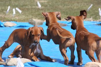 Niki was the only girl home today for this play day and she held her ground with her brothers!
