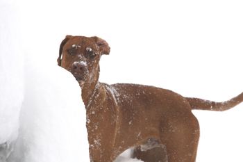 Like his mom Elsa, Oliver never wants to come in from outside, regardless of the weather.
