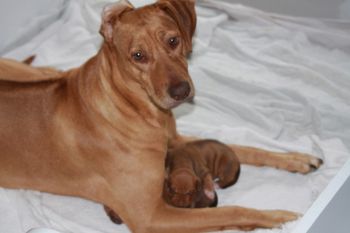 Elsa and baby. She has been so devoted to the puppies!
