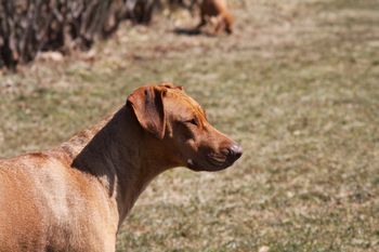 Elsa looking over the property with pups playing near by.
