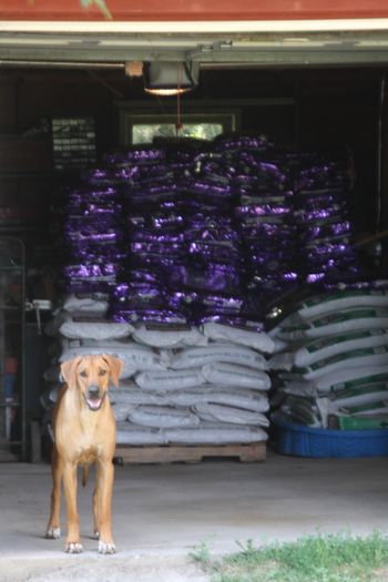 Jaz and the dog food order!
