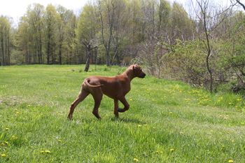 Leo looking at the water moving in the creek!
