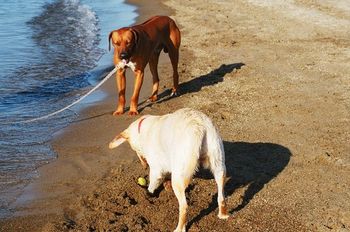 Carly loved digging in the sand while Kal watched the speed boats.
