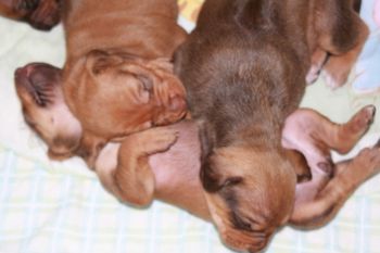 Ridgebacks make the best pillows!
