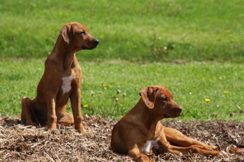 The neighbors tractor has Madi & Oliver's full attention.
