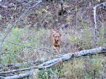 Djuma looking so much like mom Elsa, and enjoying the woods like she did to.
