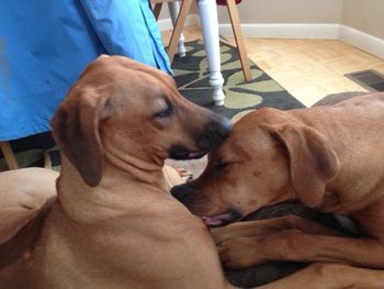 Atticus taking after Uncle Reggie giving nibbles to Ripley.
