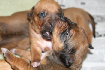 Puppies at 3 weeks old
