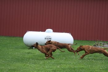 Kal, Oliver & Eli coursing here at home! The three boys are the best of pals! Whenever Eli comes home he has to give Kal a big kiss before he greets anyone else. They are amazing together!
