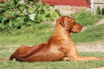 Oliver loves to lay in the sun.
