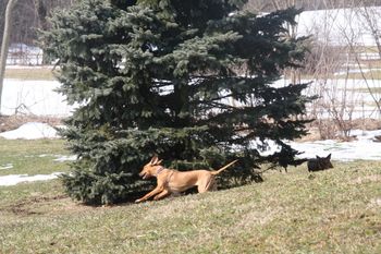 Taj chasing Jaz around the pine tree
