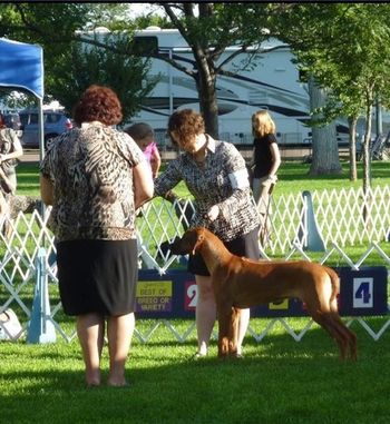 Kelly and Keb begining his show season showing under Sweeps Judge Lin Hainlen!!He loved it and they had a ball together.
