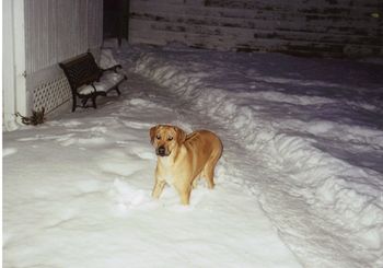 Sedona playing in the snow!
