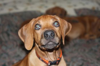 Taj and those eyes
